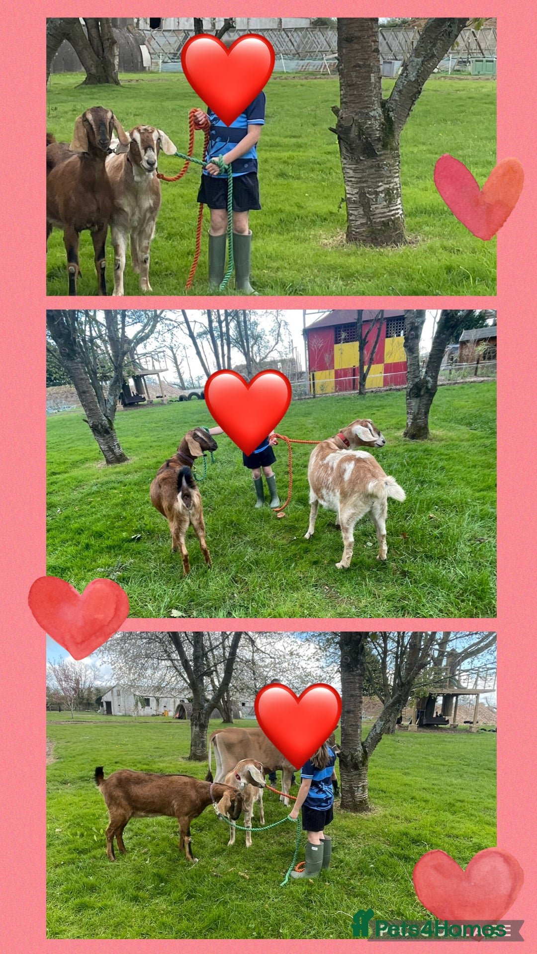 Goats livestock Anglo Nubian nannies - Advert 1