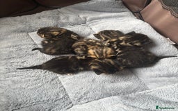 Mixed Breed cats for sale: *ONE LEFT* Beautiful long hair kittens - Advert 4