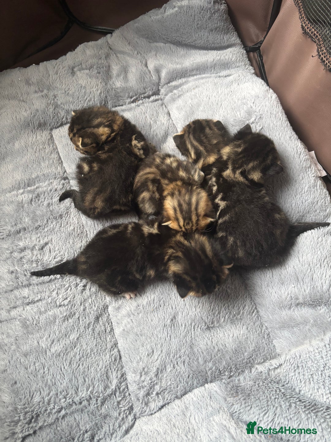 Mixed Breed cats for sale: *ONE LEFT* Beautiful long hair kittens - Advert 4