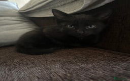 British Shorthair cats for sale: Black female kitten  - Image 2