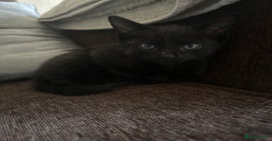British Shorthair cats - Advert 10