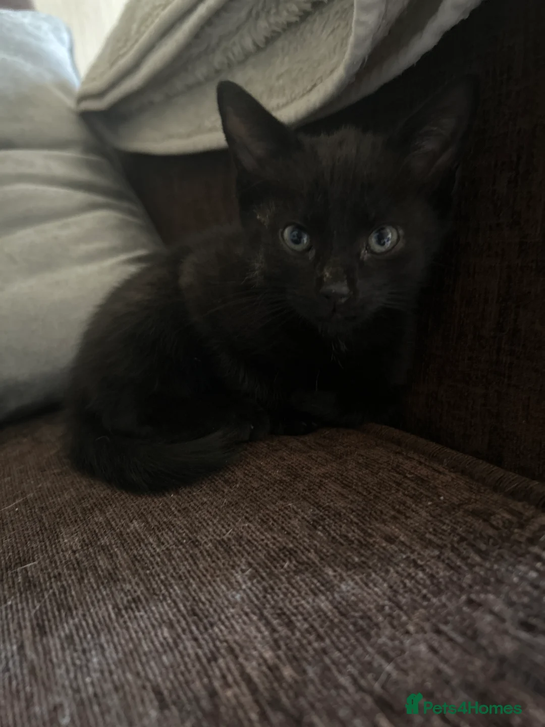 British Shorthair cats for sale: Black female kitten  - Advert 2
