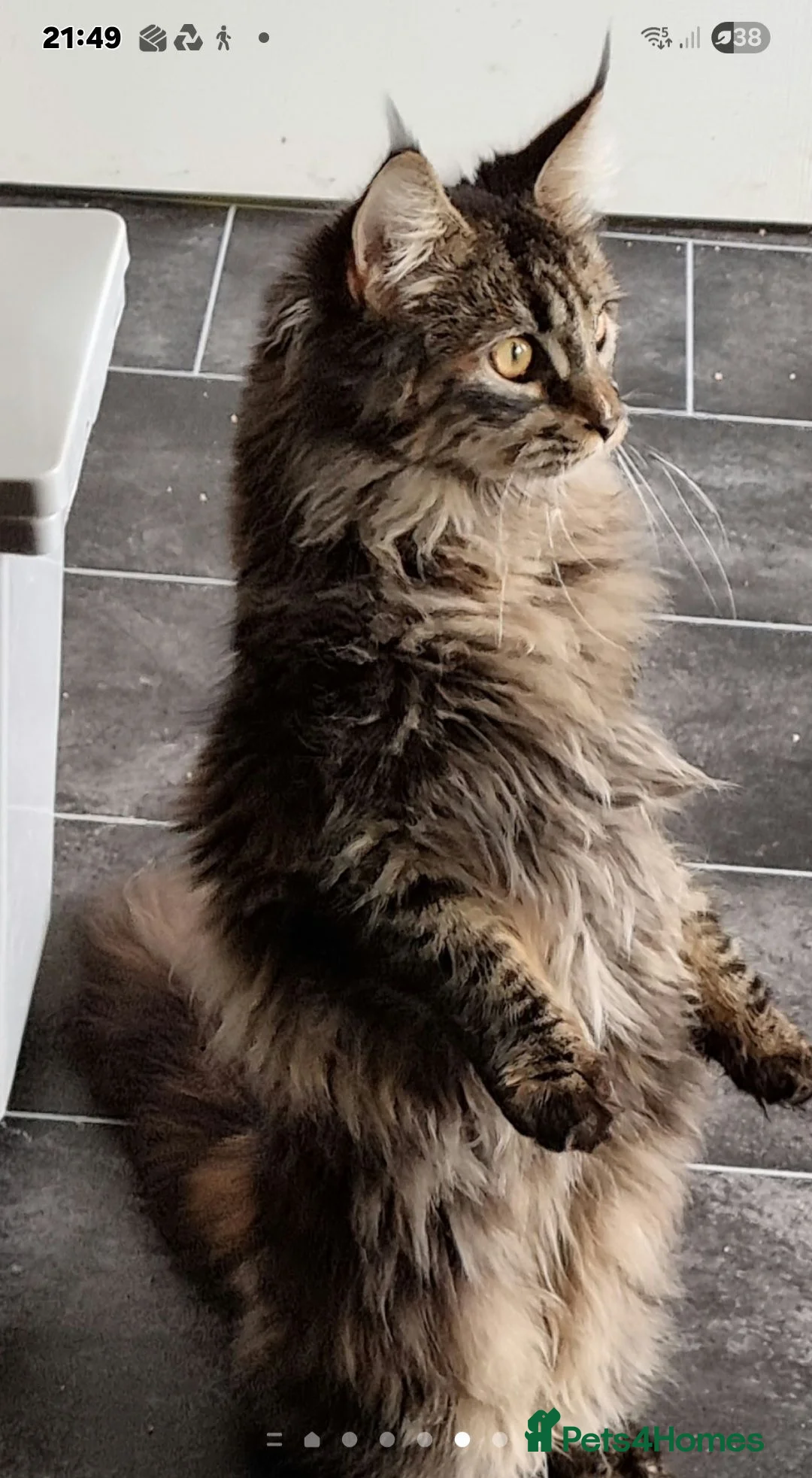 Maine Coon cats for sale: Beautiful GCCF maine coon kittens  - Advert 9