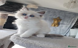 Ragdoll cats for stud: PROVEN GCCF Active Ragdoll Stud Dilute Lilac Genes in Manchester - Image 13