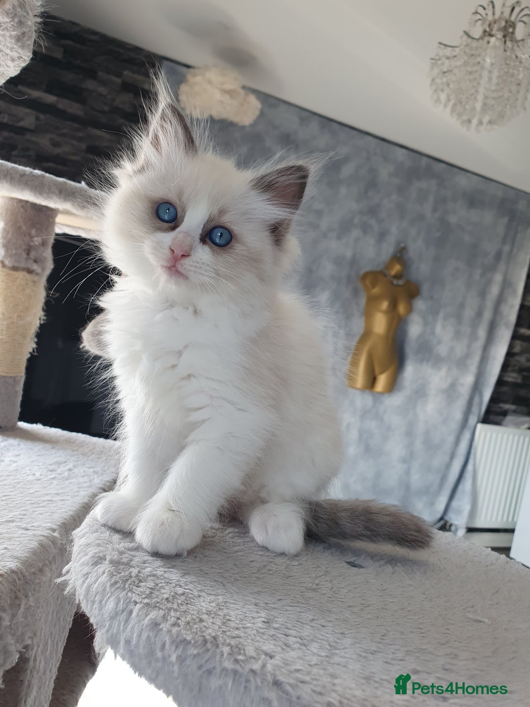 Ragdoll cats for stud: PROVEN GCCF Active Ragdoll Stud Dilute Lilac Genes in Manchester - Image 13