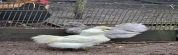 Chickens poultry for sale: Silkies, aracuna, crested rocks, and more - Advert 6