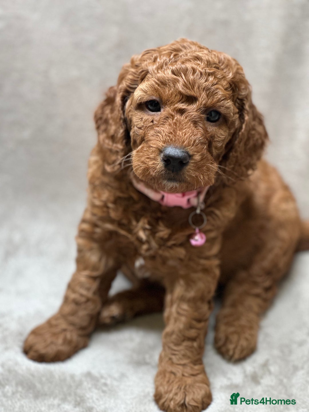 Cockapoo dogs for sale: Red Mini Cockapoo Puppies-Ready - 14 of January  - Advert 24