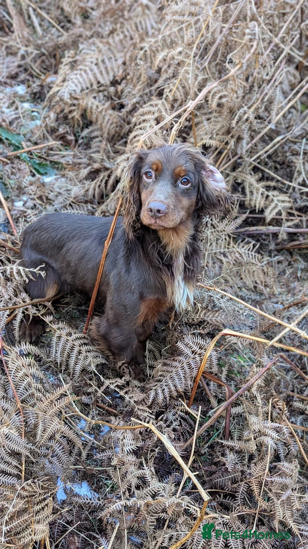 Cocker Spaniel dogs for stud: Gov - Fully Health Tested WCS Stud - Image 4