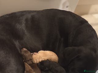 Labrador Retriever dogs Labrador Puppies!!! - Advert 4