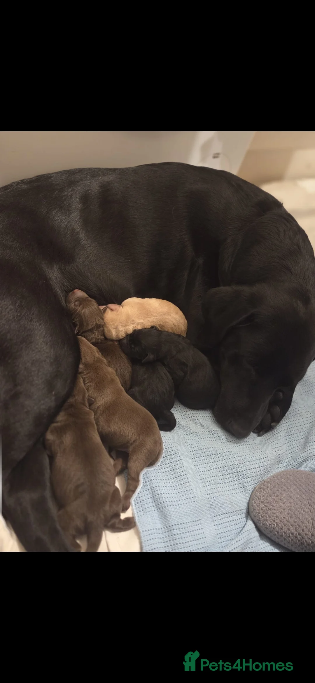 Labrador Retriever dogs for sale: *1 LEFT!* LABRADOR PUPPIES! - Advert 1