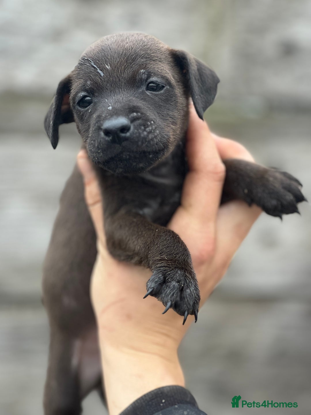 Mixed Breed dogs for sale: Patterdale x Lakeland terrier pups - Image 5