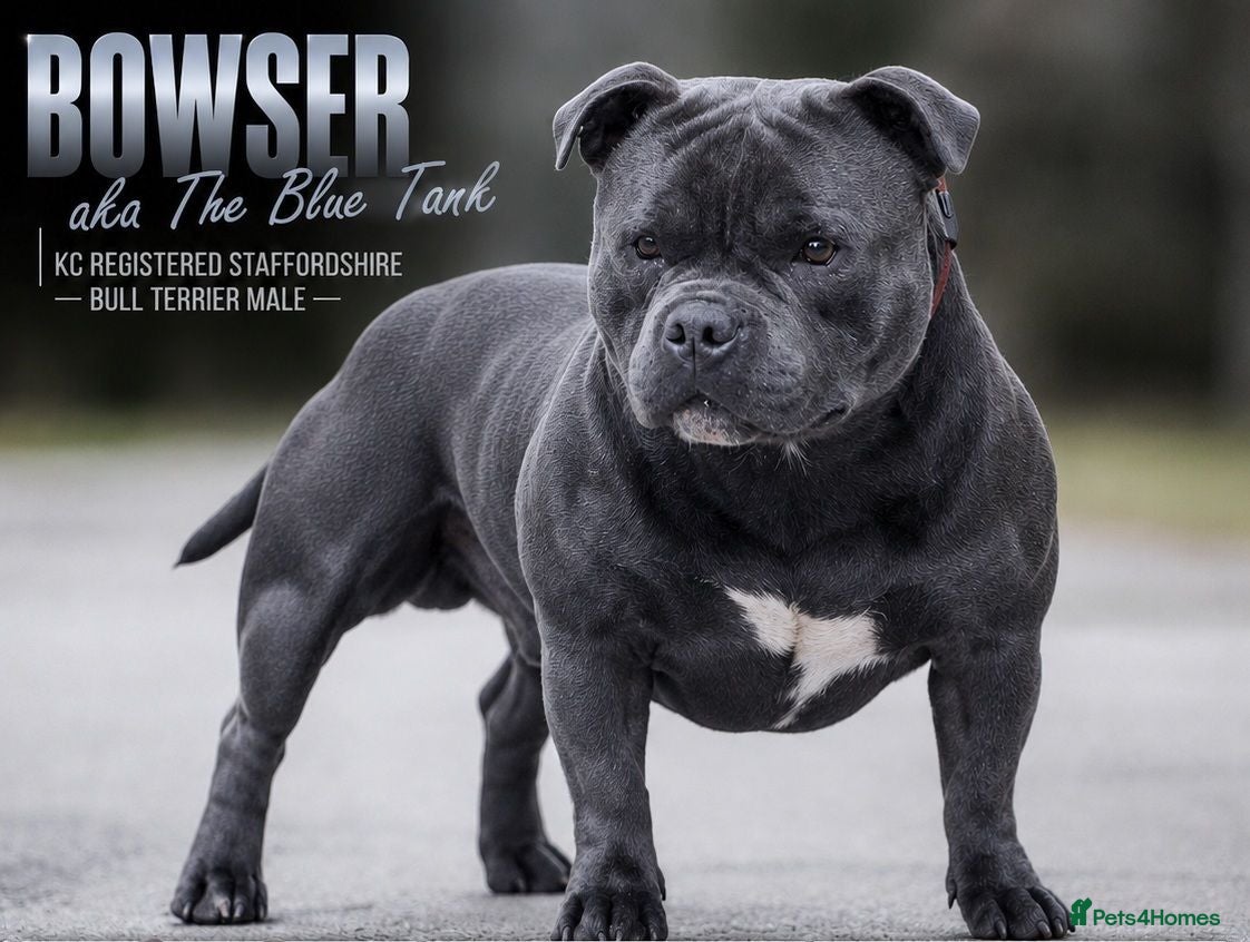 Staffordshire Bull Terrier dogs BOWSER NOW AVAILABLE FOR STUD  - Advert 1