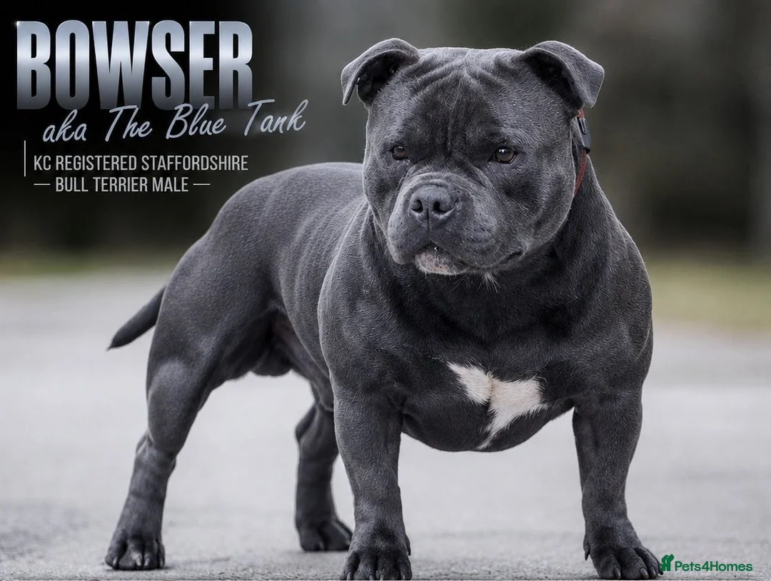 Staffordshire Bull Terrier dogs for stud: BOWSER NOW AVAILABLE FOR STUD  - Advert 1