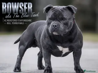 Staffordshire Bull Terrier dogs BOWSER NOW AVAILABLE FOR STUD - Advert 1