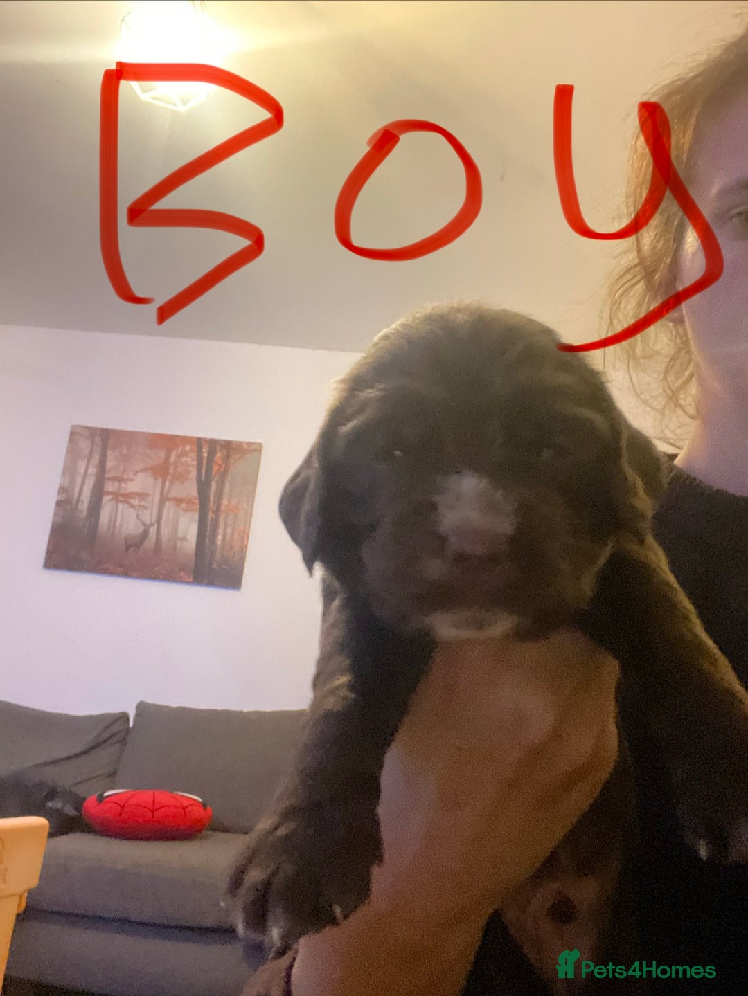Sprocker dogs for sale: 5 left of gorgeous sprocker puppies - Image 11