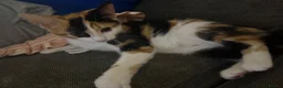 Mixed Breed cats for sale: Beautiful Tortoiseshell Female Kitten in Tonbridge - Advert 3