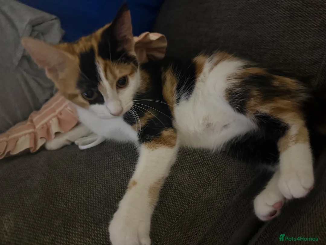 Mixed Breed cats for sale: Beautiful Tortoiseshell Female Kitten in Tonbridge - Advert 3