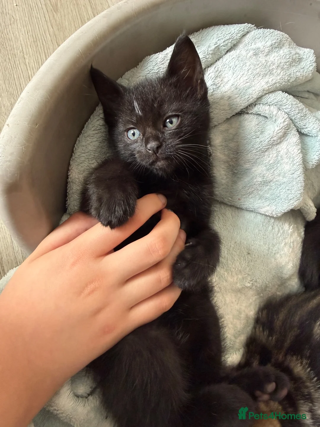 Mixed Breed cats for sale: Gorgeous kittens - Advert 2