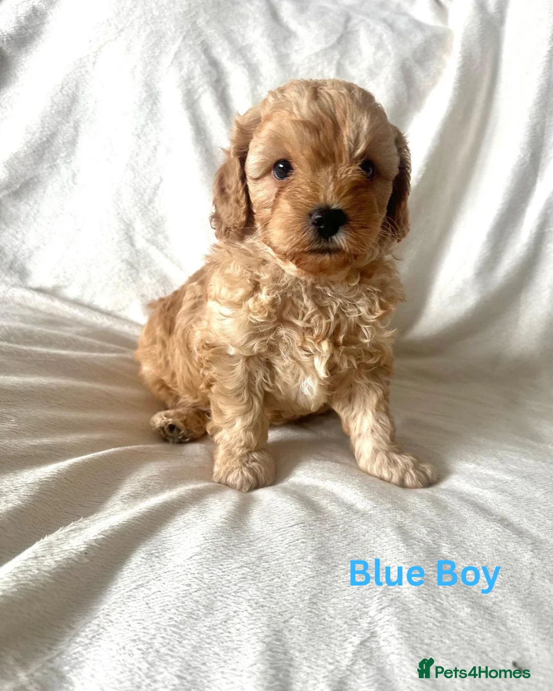 Cavapoo dogs for sale: 3 Stunning Cavapoo Puppies for sale  - Advert 1