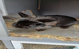 Lionhead rabbits for sale: 2 rabbit in need of a good home 8 months old in Birmingham - Image 3