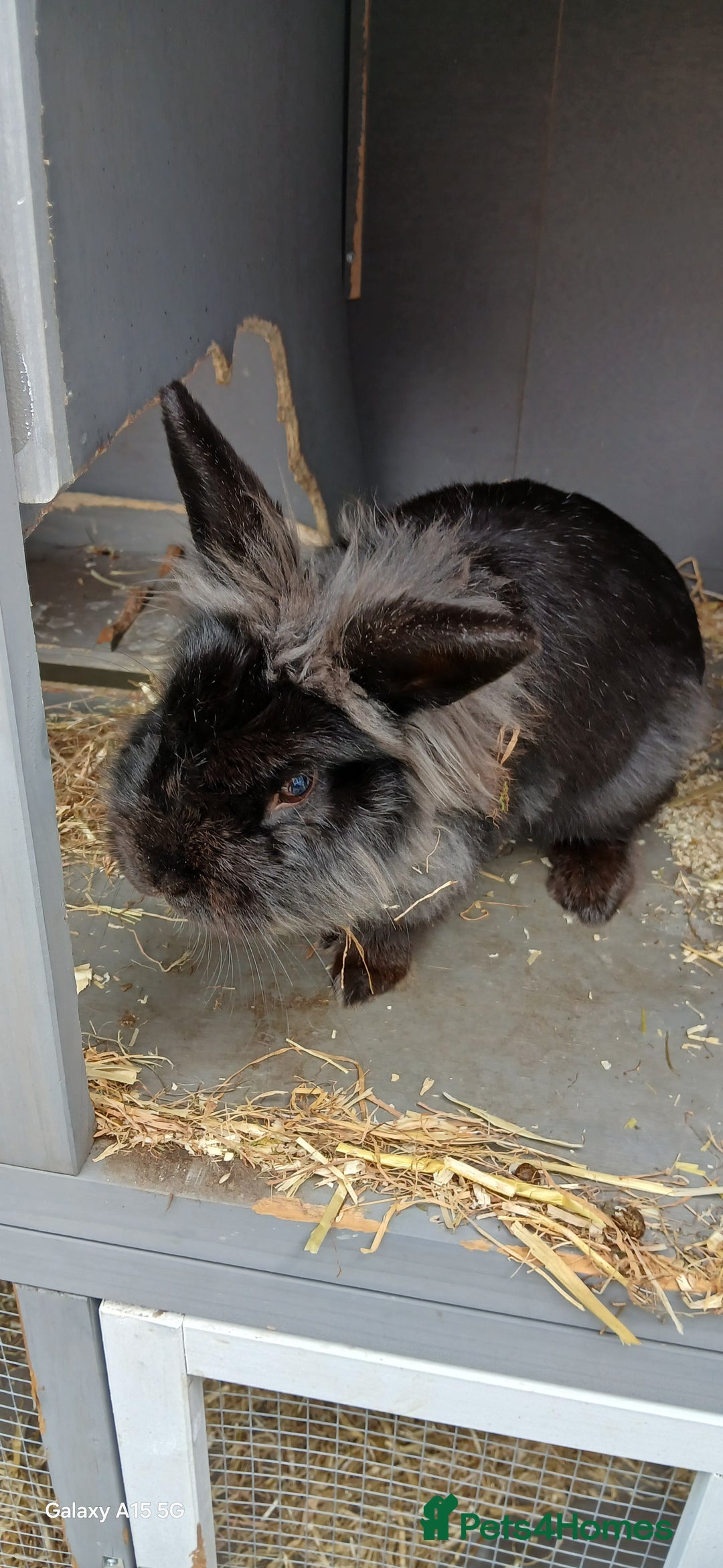 Lionhead rabbits for sale: 2 rabbit in need of a good home 8 months old in Birmingham - Image 3