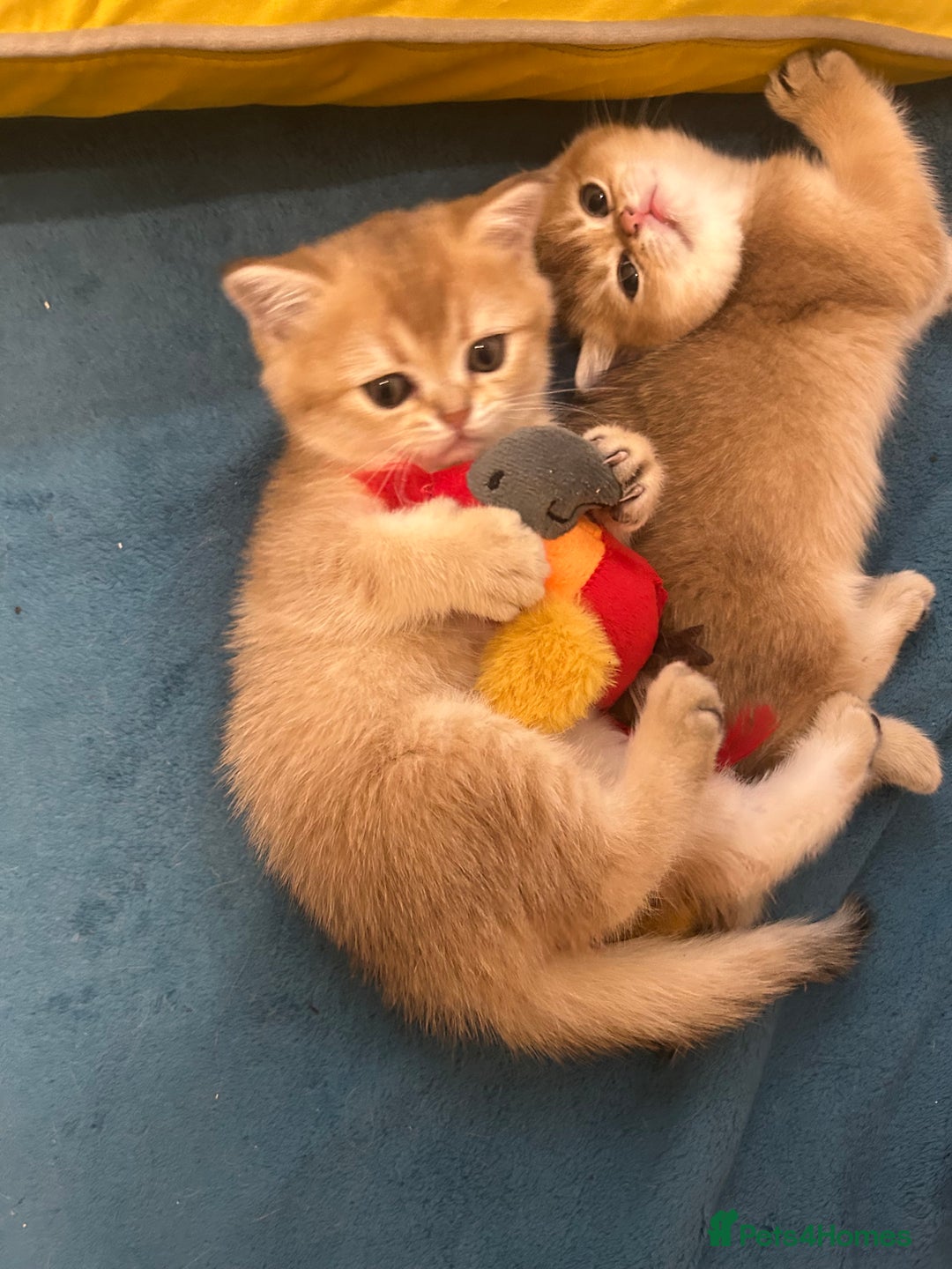 Scottish Fold cats for sale: Gold chinchilla baby’s available  - Advert 13