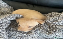 Labrador Retriever dogs for sale: Labrador puppies 5 gen pedigree health tested - Image 37