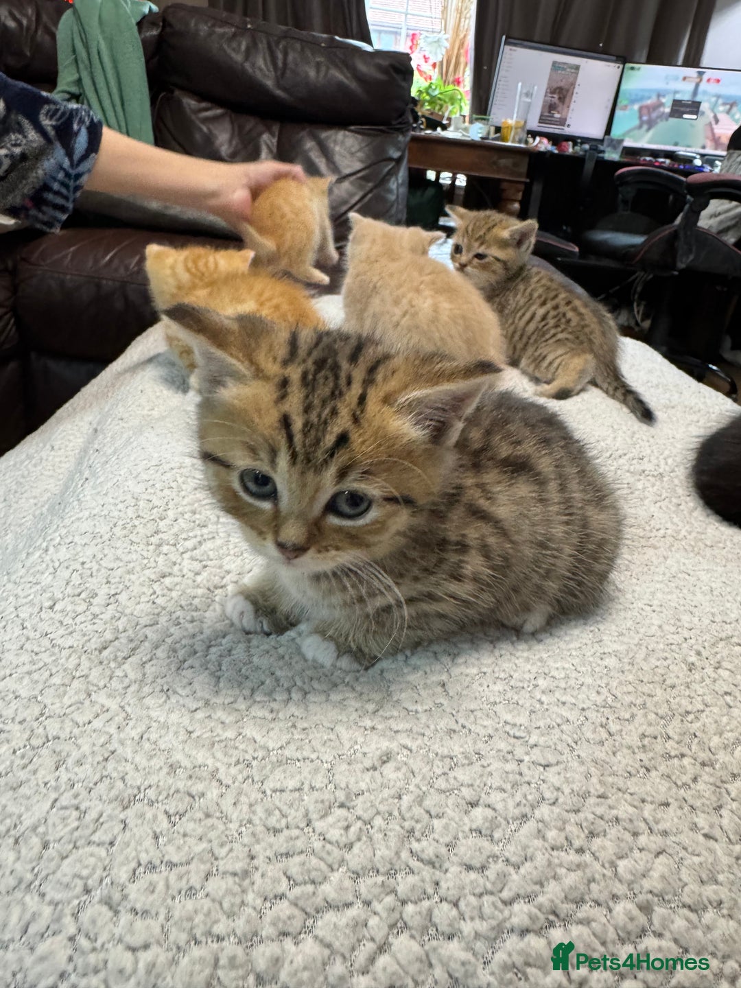 British Shorthair cats for sale: Stunning British Short Hair kittens for sale - Image 9