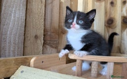 Maine Coon cats for sale: 6 Maine Coon X Polydactyl Kittens - Image 11