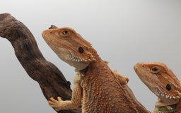 Bearded Dragon reptiles for sale: Bearded dragons hypo blue bar het trans  - Image 19