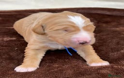 Double Doodle dogs for sale: Stunning Double Doodle Puppies  - Image 15