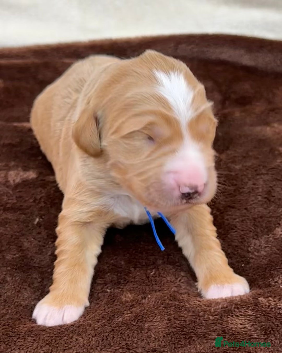 Double Doodle dogs for sale: Stunning Double Doodle Puppies  - Image 15