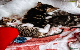Mixed Breed cats for sale: 4 Gorgeous Tabby Kittens  - Image 7