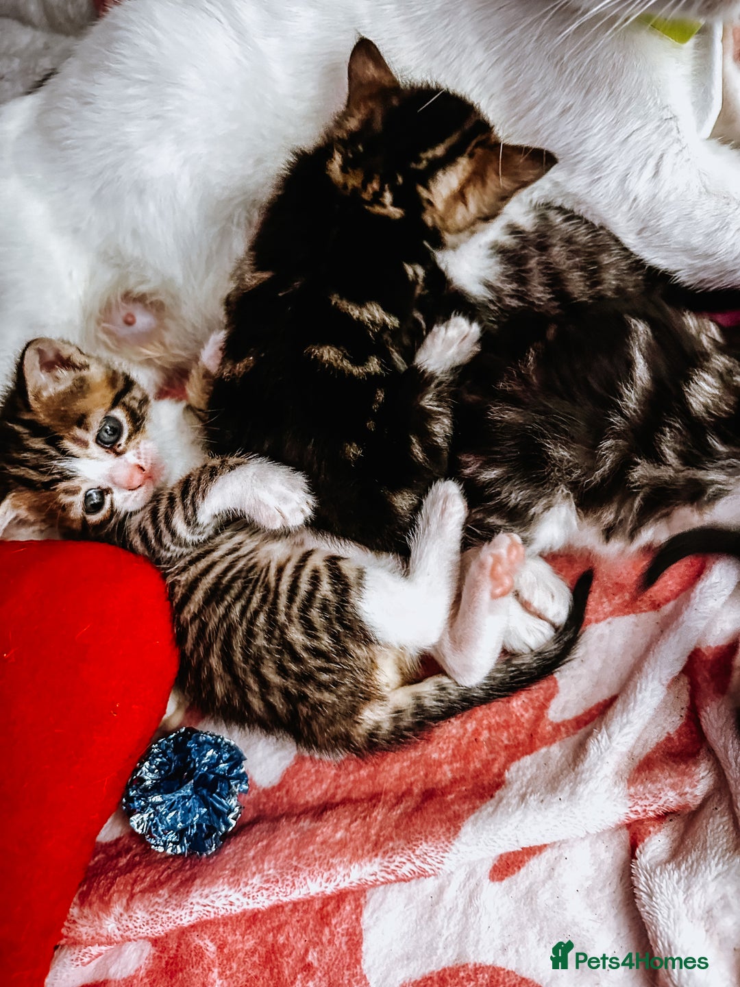 Mixed Breed cats for sale: 4 Gorgeous Tabby Kittens  - Image 7