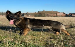 German Shepherd dogs for sale: Quality Kc Reg German shepherds - Image 10