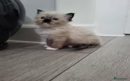 Ragdoll cats for sale: Ragdoll kittens - Image 6