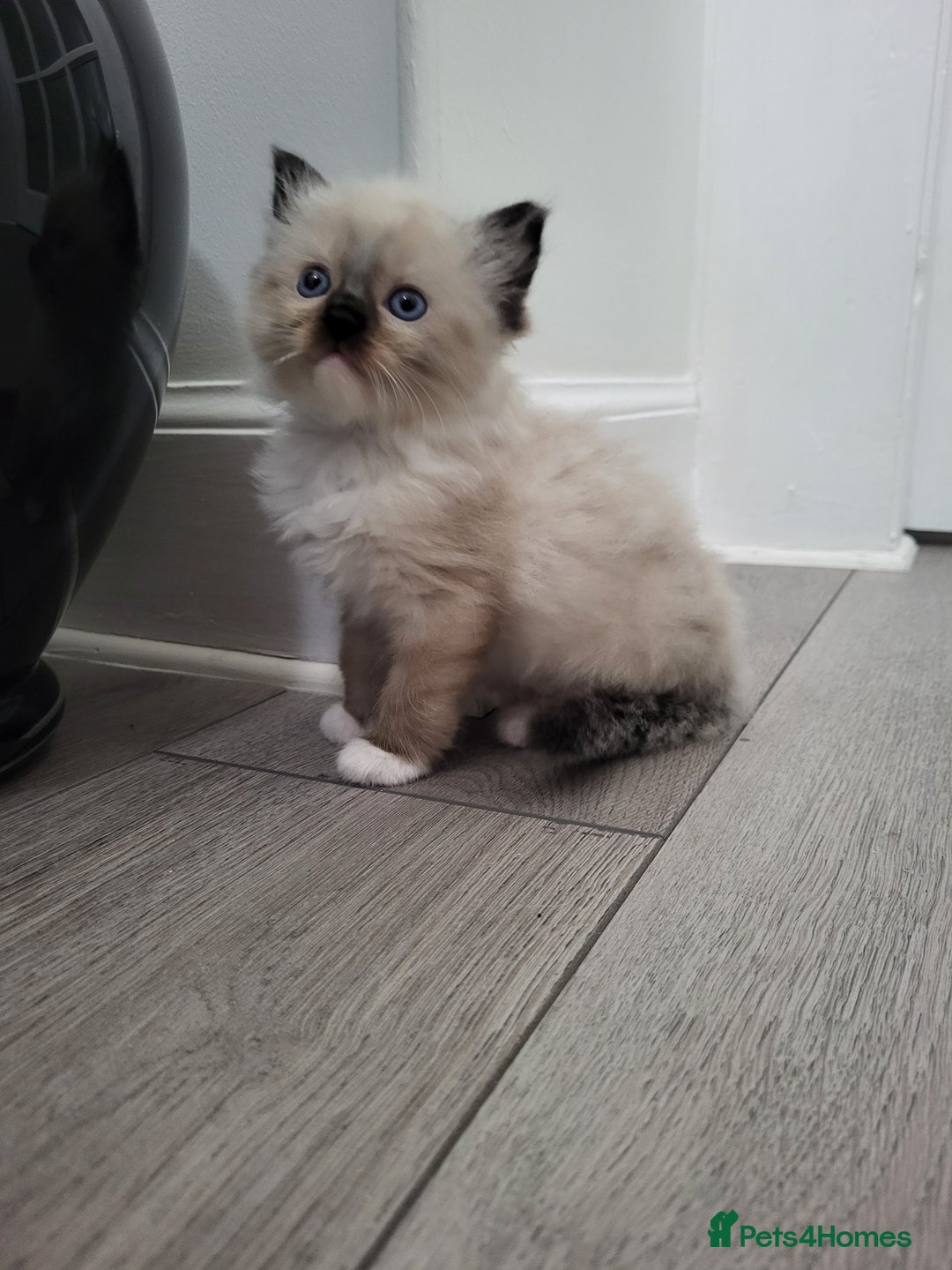 Ragdoll cats for sale: Ragdoll kittens - Image 6
