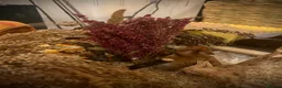 Hamster rodents for sale: Syrian Hamster - Advert 5