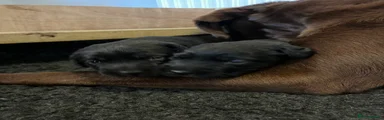 Labrador Retriever 1