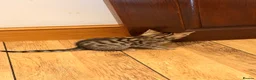 Mixed Breed cats for sale: Gorgeous mixed Bengal kittens - Advert 2