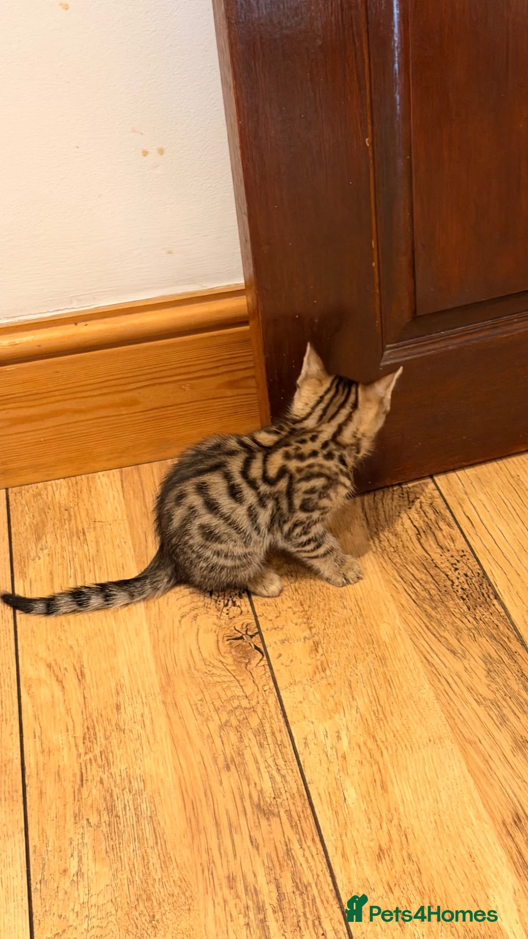 Mixed Breed cats for sale: Gorgeous mixed Bengal kittens - Advert 2