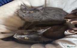 Maine Coon cats for sale: Blue Maine Coon kittens - Image 6
