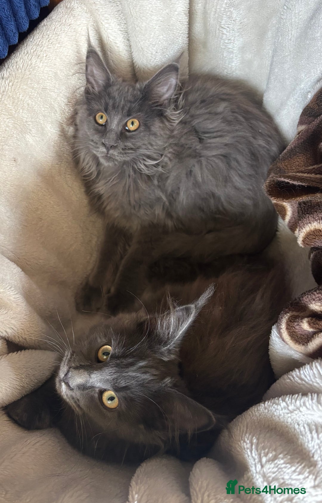 Maine Coon cats for sale: Blue Maine Coon kittens - Image 6