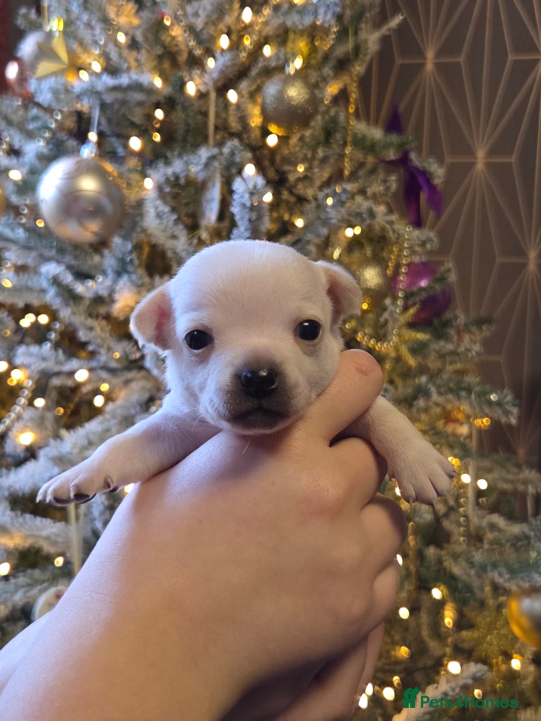 Chihuahua dogs for sale: Gorgeous pure breed chihuahua puppies  - Advert 1