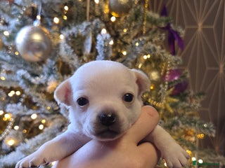 Chihuahua dogs Gorgeous pure breed chihuahua puppies - Advert 1