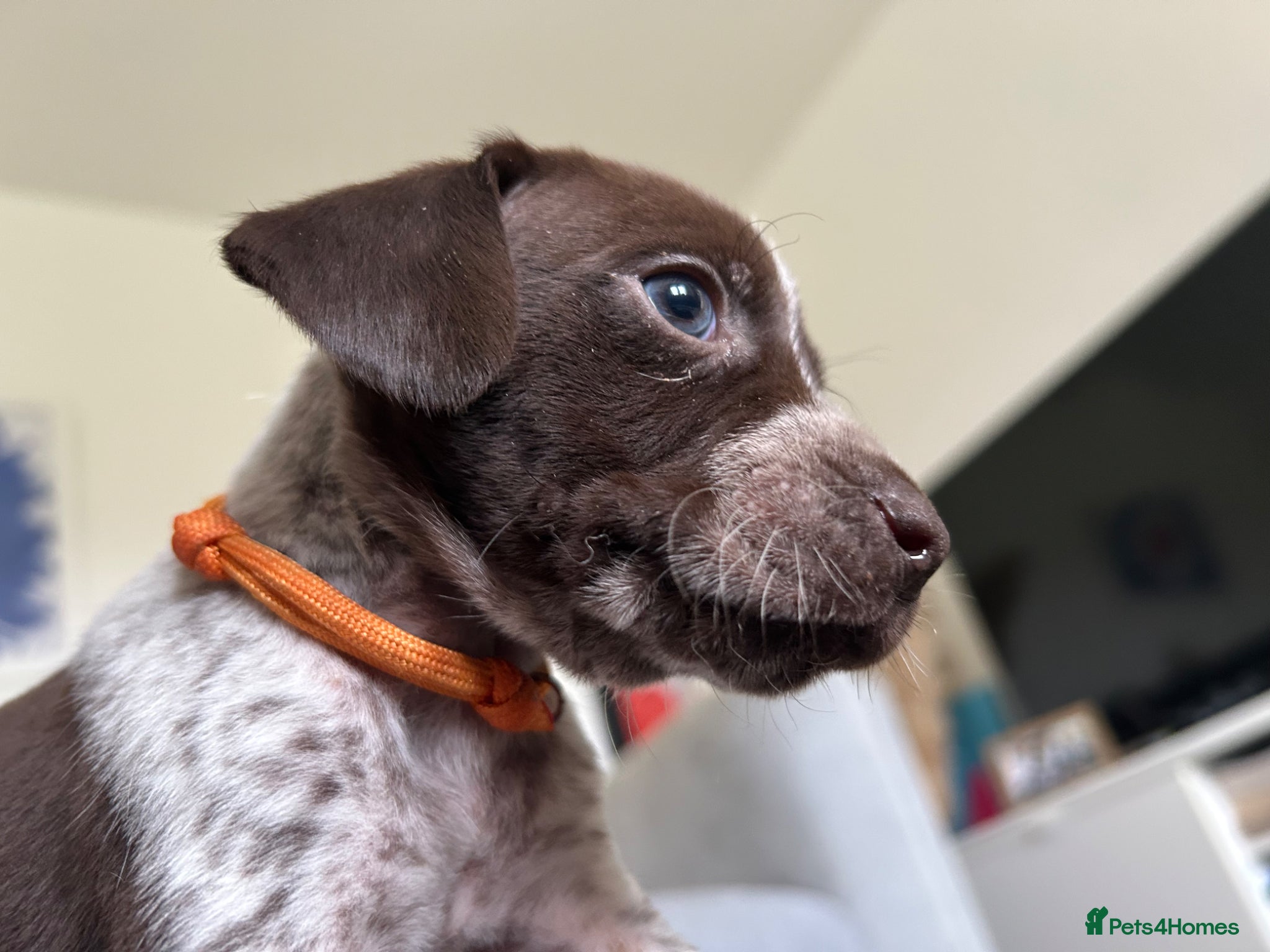 German Shorthaired Pointer dogs Pure KC GSP Puppies for sale! (1 boy left) - Advert 1