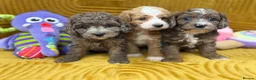 Cavapoo dogs for sale: Stunning F1B Cavapoos FULLY DNA health tested - Advert 7