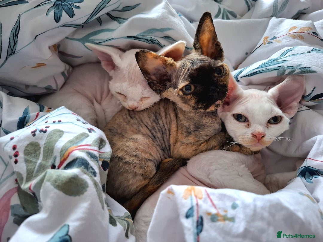 Devon Rex cats for sale: Devon Rex kittens GCCF registered  - Image 6