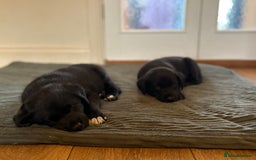Mixed Breed dogs for sale: Lab x collie bitch  - Image 5
