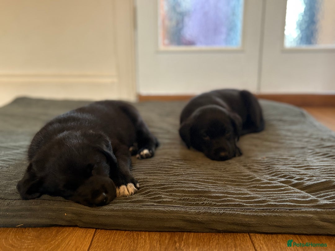 Mixed Breed dogs for sale: Lab x collie bitch  - Image 5